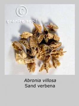 abronia villosa  product gallery #3