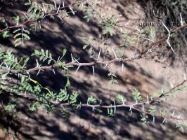 acacia  constricta  product gallery #3