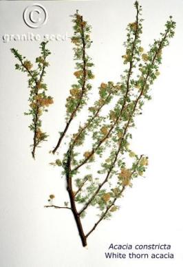 acacia  constricta  product gallery #5