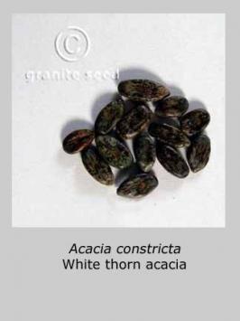 acacia  constricta  product gallery #6