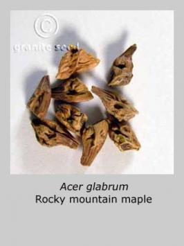 acer   glabrum  product gallery #2