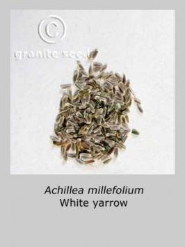 achillea  millefolium var.occidentalis  product gallery #5