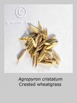 agropyron  cristatum  product gallery #4