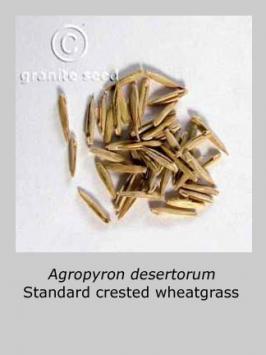 agropyron desertorum  product gallery #2