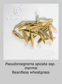 pseudoroegneria  spicata ssp. inermis  product gallery #2