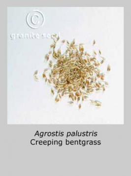 agrostis  stolonifera  product gallery #2