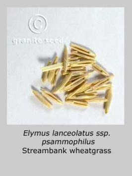 elymus  lanceolatus ssp. psammophilus  product gallery #3