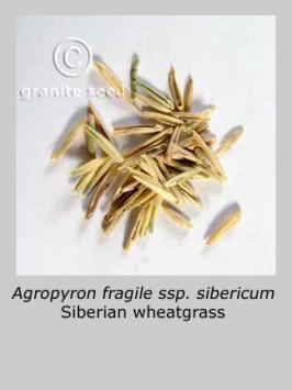 agropyron  fragile  product gallery #2
