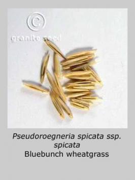 pseudoroegneria  spicata ssp. spicata  product gallery #4