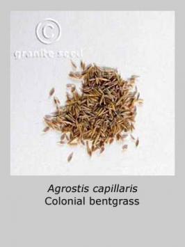 agrostis  capillaris  product gallery #3