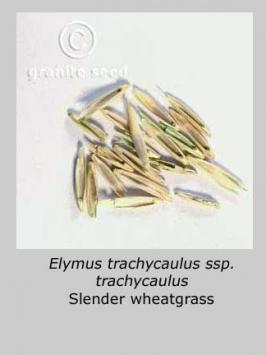 elymus   trachycaulus ssp. trachycaulus  product gallery #4
