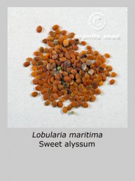 lobularia  maritima  product gallery #5