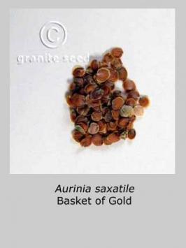 aurinia  saxatilis  product gallery #2