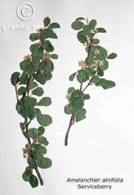 amelanchier  alnifolia  product gallery #2