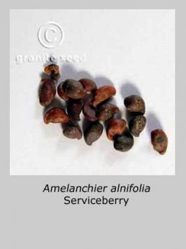 amelanchier  alnifolia  product gallery #3