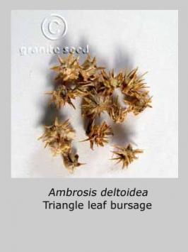 ambrosia  deltoidea  product gallery #7