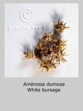 ambrosia  dumosa  product gallery #5
