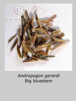 andropogon  gerardii  product gallery #2