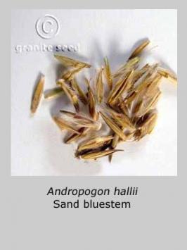 andropogon  hallii  product gallery #2