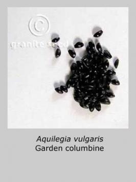 aquilegia  vulgaris  product gallery #1