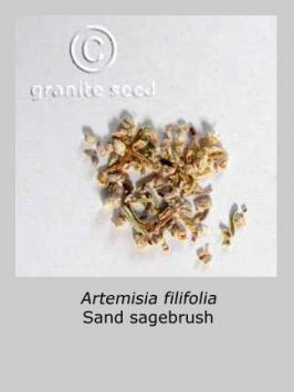 artemisia  filifolia  product gallery #2