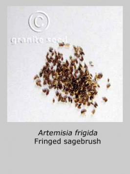 artemisia  frigida  product gallery #6