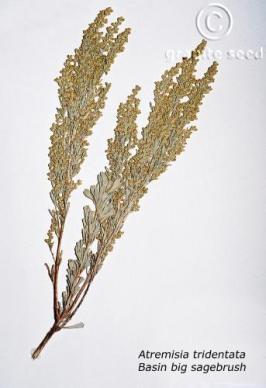 artemisia  tridentata ssp. wyomingensis  product gallery #4