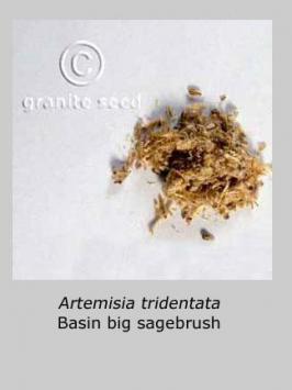 artemisia  tridentata ssp. wyomingensis  product gallery #5