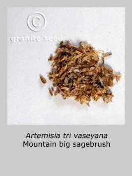 artemisia  tridentata ssp. vaseyana  product gallery #4