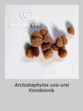 arctostaphylos  uva-ursi  product gallery #2