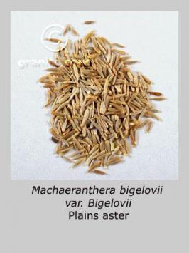 machaeranthera  bigelovii var. bigelovii  product gallery #5