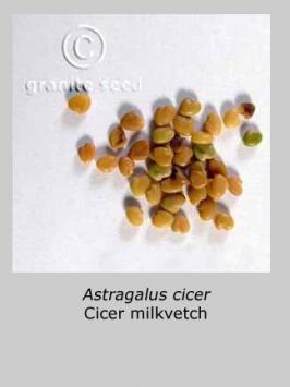 astragalus  cicer  product gallery #2