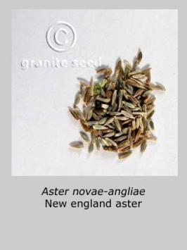 aster  novae-angliae  product gallery #2