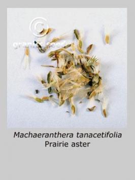 machaeranthera  tanacetifolia  product gallery #2