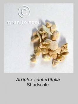 atriplex  confertifolia  product gallery #3