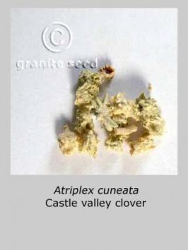 atriplex  cuneata  product gallery #2