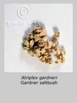 atriplex  gardneri  product gallery #2