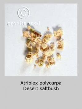 atriplex  polycarpa  product gallery #4