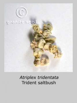 atriplex  tridentata  product gallery #2
