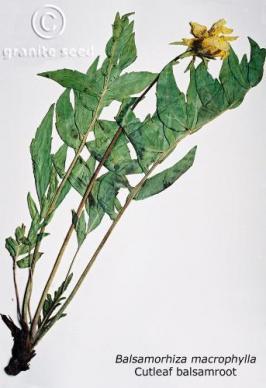 balsamorhiza  macrophylla  product gallery #3