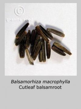 balsamorhiza  macrophylla  product gallery #4