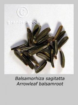 balsamorhiza  sagittata  product gallery #7