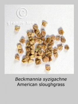 beckmannia  syzigachne  product gallery #2