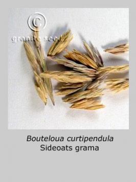 bouteloua  curtipendula  product gallery #7