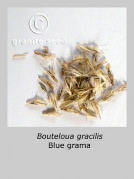 bouteloua  gracilis  product gallery #4