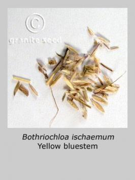 bothriochloa  ischaemum  product gallery #2