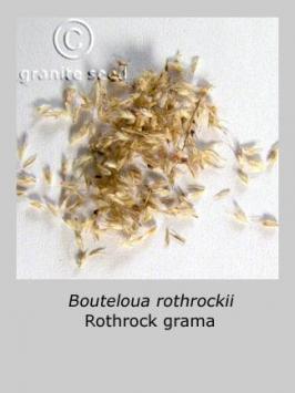 bouteloua  rothrockii  product gallery #2