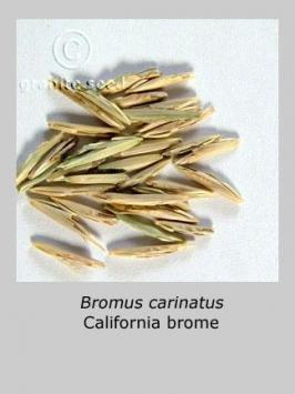 bromus  carinatus  product gallery #2