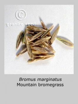 bromus  marginatus  product gallery #4