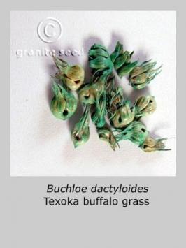 bouteloua  dactyloides  product gallery #2